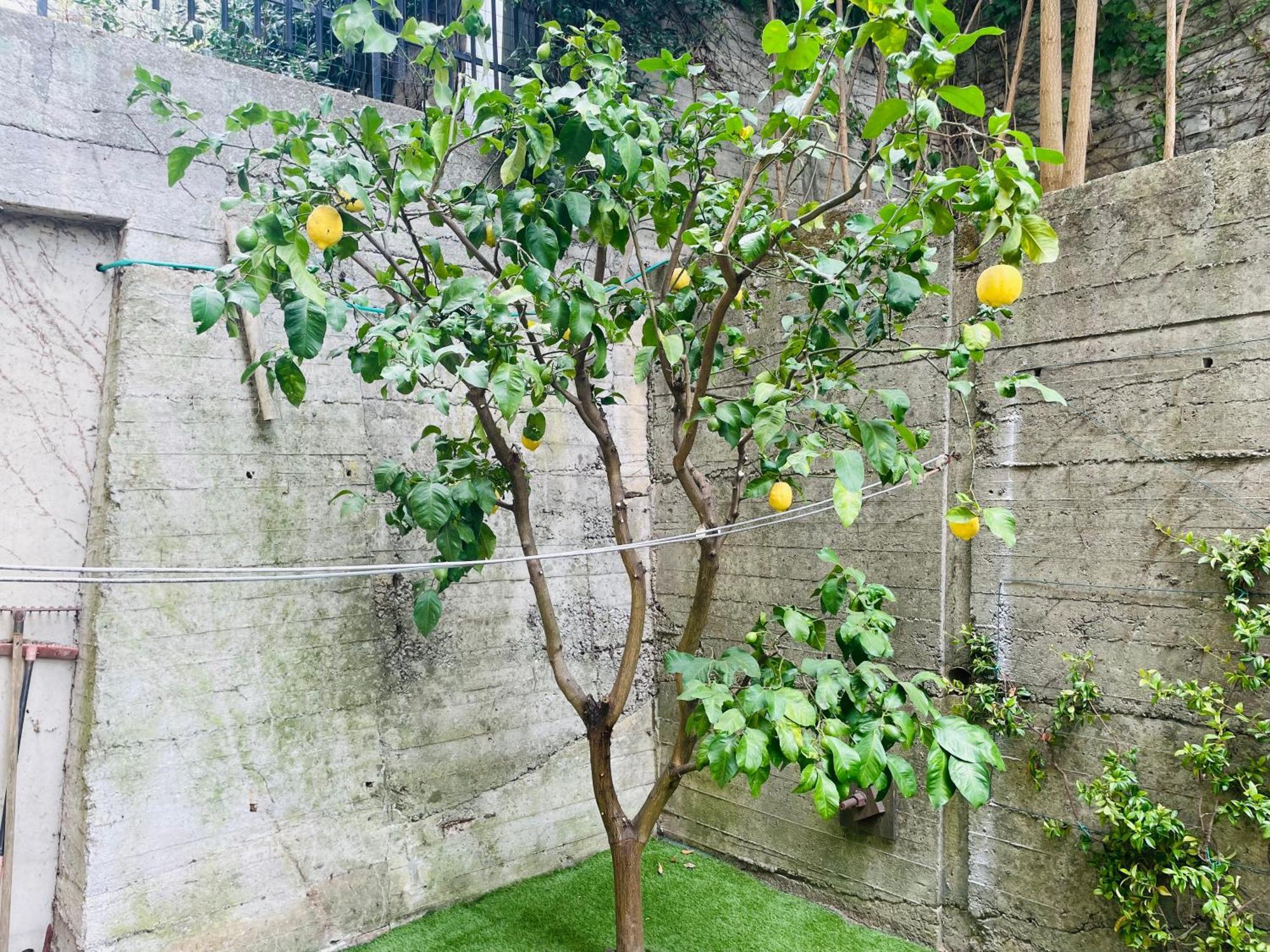 Lemon Tree Resort - Freeparking - Garden Genova Kültér fotó